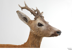 Head Deer Animal photo references